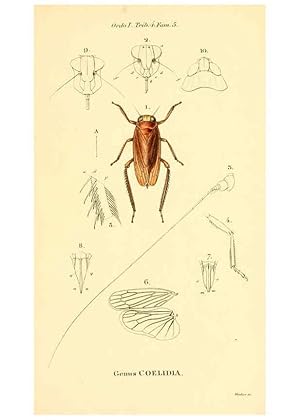 Seller image for Reproduccin/Reproduction 6049879132: Genera qudam insectorum. Iconibus illustravit et descripsit Hermannus Burmeister . Volumen I. continet tabulas XL. Berlini,sumtibus A. Burmeister,1838-46 for sale by EL BOLETIN