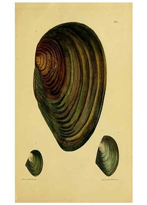 Seller image for Reproduccin/Reproduction 6052401055: Illustrations of the land and fresh water conchology of Great Britain and Ireland London,Smith, Elder, and co.; [etc., etc.]1845 for sale by EL BOLETIN