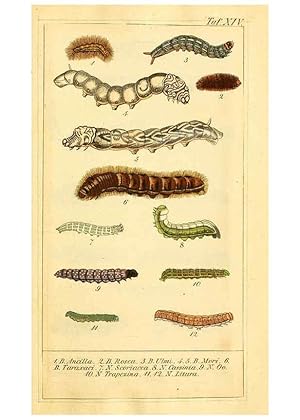 Seller image for Reproduccin/Reproduction 6029997960: Chronologischer Raupenkalender, oder, Naturgeschichte der europischen Raupen Berlin :Im Verlage von Theodor Bade,1837 for sale by EL BOLETIN