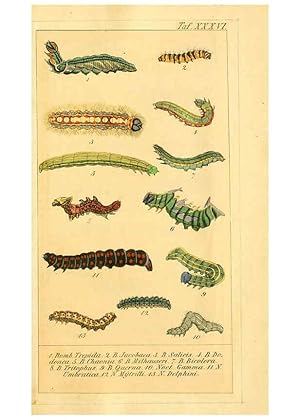 Seller image for Reproduccin/Reproduction 6030005392: Chronologischer Raupenkalender, oder, Naturgeschichte der europischen Raupen Berlin :Im Verlage von Theodor Bade,1837 for sale by EL BOLETIN