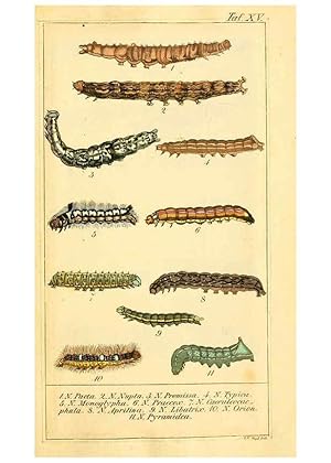 Seller image for Reproduccin/Reproduction 6029998252: Chronologischer Raupenkalender, oder, Naturgeschichte der europischen Raupen Berlin :Im Verlage von Theodor Bade,1837 for sale by EL BOLETIN