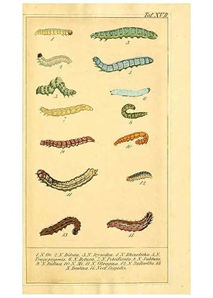 Seller image for Reproduccin/Reproduction 6029443929: Chronologischer Raupenkalender, oder, Naturgeschichte der europischen Raupen Berlin :Im Verlage von Theodor Bade,1837 for sale by EL BOLETIN