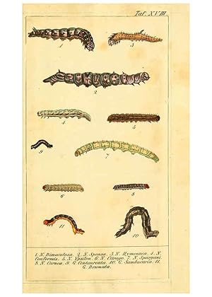 Seller image for Reproduccin/Reproduction 6029444277: Chronologischer Raupenkalender, oder, Naturgeschichte der europischen Raupen Berlin :Im Verlage von Theodor Bade,1837 for sale by EL BOLETIN