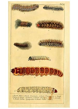 Seller image for Reproduccin/Reproduction 6029439315: Chronologischer Raupenkalender, oder, Naturgeschichte der europischen Raupen Berlin :Im Verlage von Theodor Bade,1837 for sale by EL BOLETIN