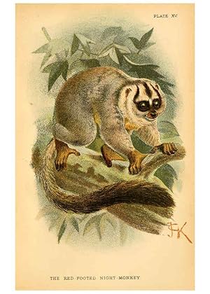 Image du vendeur pour Reproduccin/Reproduction 6029125362: A hand-book to the primates. v.1 London :W.H. Allen & Co., Ltd.,1894 mis en vente par EL BOLETIN