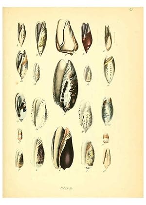 Seller image for Reproduccin/Reproduction 6028537811: Conchylienbuch, oder, Allgemeine und besondere Naturgeschichte der Muscheln und Schnecken Stuttgart :Verlag von Krais & Hoffmann,1855 for sale by EL BOLETIN