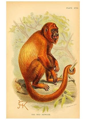 Image du vendeur pour Reproduccin/Reproduction 6028573673: A hand-book to the primates. v.1 London :W.H. Allen & Co., Ltd.,1894 mis en vente par EL BOLETIN