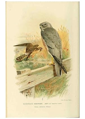 Seller image for Reproduccin/Reproduction 6028618935: Coloured figures of the birds of the British Islands. v.1 London :R. H. Porter,1885-1897 for sale by EL BOLETIN