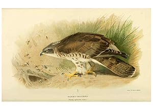 Seller image for Reproduccin/Reproduction 6028612421: Coloured figures of the birds of the British Islands. v.1 London :R. H. Porter,1885-1897 for sale by EL BOLETIN