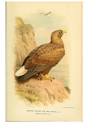 Seller image for Reproduccin/Reproduction 6028610969: Coloured figures of the birds of the British Islands. v.1 London :R. H. Porter,1885-1897 for sale by EL BOLETIN