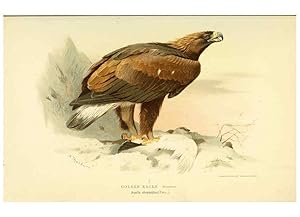 Seller image for Reproduccin/Reproduction 6029162426: Coloured figures of the birds of the British Islands. v.1 London :R. H. Porter,1885-1897 for sale by EL BOLETIN