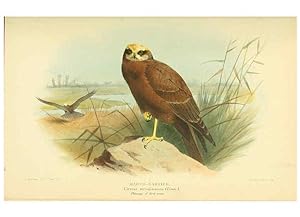 Seller image for Reproduccin/Reproduction 6029170622: Coloured figures of the birds of the British Islands. v.1 London :R. H. Porter,1885-1897 for sale by EL BOLETIN