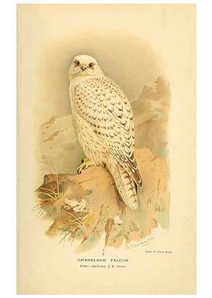 Seller image for Reproduccin/Reproduction 6029166174: Coloured figures of the birds of the British Islands. v.1 London :R. H. Porter,1885-1897 for sale by EL BOLETIN