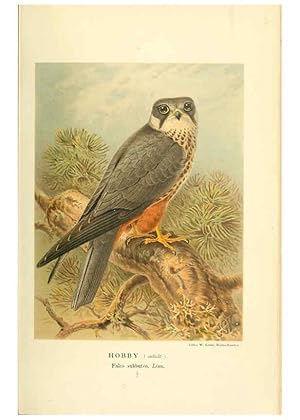 Seller image for Reproduccin/Reproduction 6028614519: Coloured figures of the birds of the British Islands. v.1 London :R. H. Porter,1885-1897 for sale by EL BOLETIN