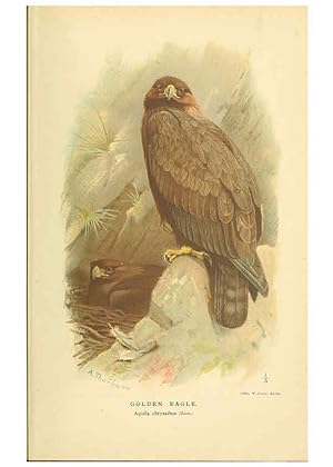 Seller image for Reproduccin/Reproduction 6028609879: Coloured figures of the birds of the British Islands. v.1 London :R. H. Porter,1885-1897 for sale by EL BOLETIN