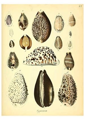 Seller image for Reproduccin/Reproduction 6028538135: Conchylienbuch, oder, Allgemeine und besondere Naturgeschichte der Muscheln und Schnecken Stuttgart :Verlag von Krais & Hoffmann,1855 for sale by EL BOLETIN