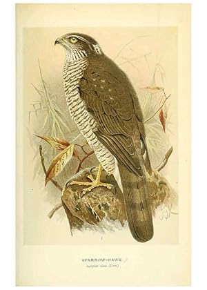 Seller image for Reproduccin/Reproduction 6029169586: Coloured figures of the birds of the British Islands. v.1 London :R. H. Porter,1885-1897 for sale by EL BOLETIN