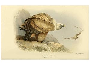 Seller image for Reproduccin/Reproduction 6029171758: Coloured figures of the birds of the British Islands. v.1 London :R. H. Porter,1885-1897 for sale by EL BOLETIN