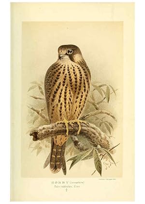 Seller image for Reproduccin/Reproduction 6028614855: Coloured figures of the birds of the British Islands. v.1 London :R. H. Porter,1885-1897 for sale by EL BOLETIN