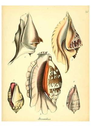 Seller image for Reproduccin/Reproduction 6028537221: Conchylienbuch, oder, Allgemeine und besondere Naturgeschichte der Muscheln und Schnecken Stuttgart :Verlag von Krais & Hoffmann,1855 for sale by EL BOLETIN