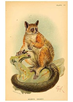 Image du vendeur pour Reproduccin/Reproduction 6029122182: A hand-book to the primates. v.1 London :W.H. Allen & Co., Ltd.,1894 mis en vente par EL BOLETIN