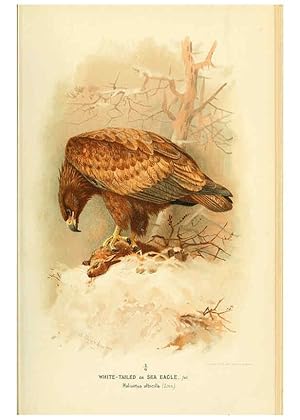 Seller image for Reproduccin/Reproduction 6028611263: Coloured figures of the birds of the British Islands. v.1 London :R. H. Porter,1885-1897 for sale by EL BOLETIN