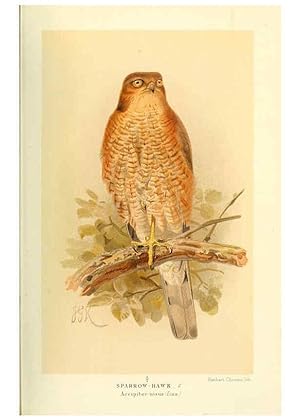 Seller image for Reproduccin/Reproduction 6028616951: Coloured figures of the birds of the British Islands. v.1 London :R. H. Porter,1885-1897 for sale by EL BOLETIN