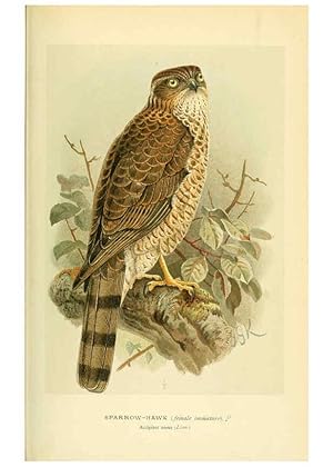 Seller image for Reproduccin/Reproduction 6028617781: Coloured figures of the birds of the British Islands. v.1 London :R. H. Porter,1885-1897 for sale by EL BOLETIN