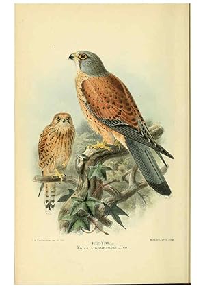 Seller image for Reproduccin/Reproduction 6029168332: Coloured figures of the birds of the British Islands. v.1 London :R. H. Porter,1885-1897 for sale by EL BOLETIN