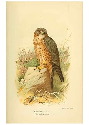 Seller image for Reproduccin/Reproduction 6028615243: Coloured figures of the birds of the British Islands. v.1 London :R. H. Porter,1885-1897 for sale by EL BOLETIN