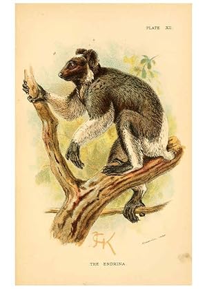 Image du vendeur pour Reproduccin/Reproduction 6028571743: A hand-book to the primates. v.1 London :W.H. Allen & Co., Ltd.,1894 mis en vente par EL BOLETIN