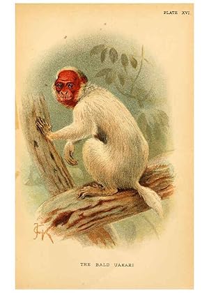 Image du vendeur pour Reproduccin/Reproduction 6029125656: A hand-book to the primates. v.1 London :W.H. Allen & Co., Ltd.,1894 mis en vente par EL BOLETIN