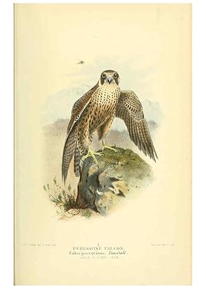 Seller image for Reproduccin/Reproduction 6029166564: Coloured figures of the birds of the British Islands. v.1 London :R. H. Porter,1885-1897 for sale by EL BOLETIN