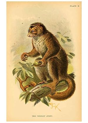 Image du vendeur pour Reproduccin/Reproduction 6029123822: A hand-book to the primates. v.1 London :W.H. Allen & Co., Ltd.,1894 mis en vente par EL BOLETIN