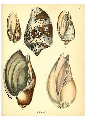 Seller image for Reproduccin/Reproduction 6028538495: Conchylienbuch, oder, Allgemeine und besondere Naturgeschichte der Muscheln und Schnecken Stuttgart :Verlag von Krais & Hoffmann,1855 for sale by EL BOLETIN