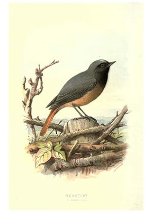 Imagen del vendedor de Reproduccin/Reproduction 6032910934: Familiar wild birds. v.1. London ; New York :Cassell,1883 a la venta por EL BOLETIN