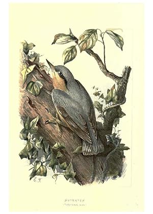 Imagen del vendedor de Reproduccin/Reproduction 6032911608: Familiar wild birds. v.1. London ; New York :Cassell,1883 a la venta por EL BOLETIN