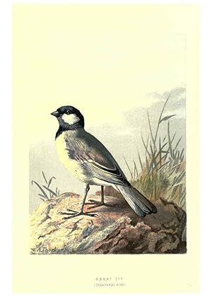 Imagen del vendedor de Reproduccin/Reproduction 6032911932: Familiar wild birds. v.1. London ; New York :Cassell,1883 a la venta por EL BOLETIN