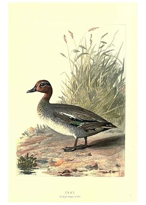 Imagen del vendedor de Reproduccin/Reproduction 6032911264: Familiar wild birds. v.1. London ; New York :Cassell,1883 a la venta por EL BOLETIN