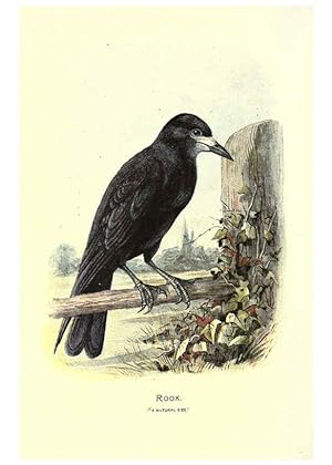 Imagen del vendedor de Reproduccin/Reproduction 6032347875: Familiar wild birds. v.1. London ; New York :Cassell,1883 a la venta por EL BOLETIN