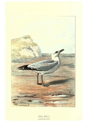 Imagen del vendedor de Reproduccin/Reproduction 6032354013: Familiar wild birds. v.1. London ; New York :Cassell,1883 a la venta por EL BOLETIN