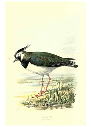 Imagen del vendedor de Reproduccin/Reproduction 6032355547: Familiar wild birds. v.1. London ; New York :Cassell,1883 a la venta por EL BOLETIN