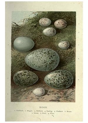Imagen del vendedor de Reproduccin/Reproduction 6032356945: Familiar wild birds. v.1. London ; New York :Cassell,1883 a la venta por EL BOLETIN