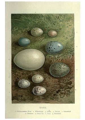 Imagen del vendedor de Reproduccin/Reproduction 6032915978: Familiar wild birds. v.1. London ; New York :Cassell,1883 a la venta por EL BOLETIN