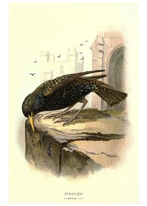Imagen del vendedor de Reproduccin/Reproduction 6032346333: Familiar wild birds. v.1. London ; New York :Cassell,1883 a la venta por EL BOLETIN