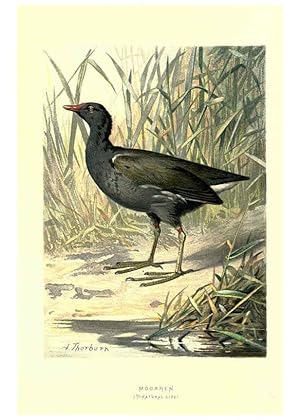 Imagen del vendedor de Reproduccin/Reproduction 6032913282: Familiar wild birds. v.1. London ; New York :Cassell,1883 a la venta por EL BOLETIN