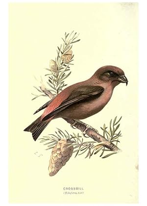 Imagen del vendedor de Reproduccin/Reproduction 6032356583: Familiar wild birds. v.1. London ; New York :Cassell,1883 a la venta por EL BOLETIN