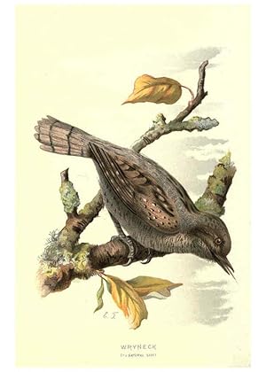 Imagen del vendedor de Reproduccin/Reproduction 6032909320: Familiar wild birds. v.1. London ; New York :Cassell,1883 a la venta por EL BOLETIN