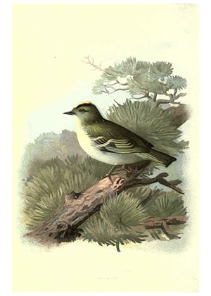 Imagen del vendedor de Reproduccin/Reproduction 6032351195: Familiar wild birds. v.1. London ; New York :Cassell,1883 a la venta por EL BOLETIN