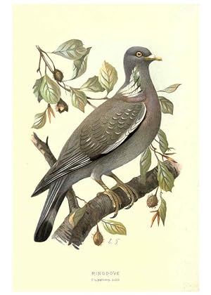 Imagen del vendedor de Reproduccin/Reproduction 6032350633: Familiar wild birds. v.1. London ; New York :Cassell,1883 a la venta por EL BOLETIN
